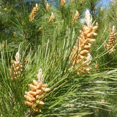 Pinus radiata (Monterey or Radiata Pine) at Isaacs, ACT - 31 Aug 2015 by Mike