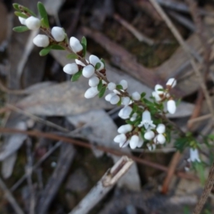 Cryptandra amara at Canberra Central, ACT - 2 Sep 2015 12:10 PM