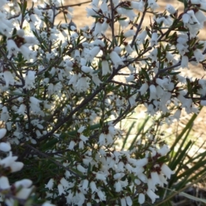 Cryptandra amara at Canberra Central, ACT - 2 Sep 2015