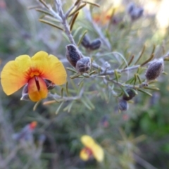 Dillwynia sp. Yetholme (P.C.Jobson 5080) NSW Herbarium at Hackett, ACT - 2 Sep 2015 by FranM