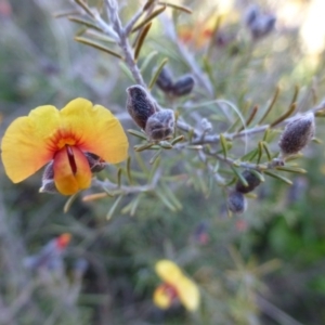 Dillwynia sp. Yetholme (P.C.Jobson 5080) NSW Herbarium at Hackett, ACT - 2 Sep 2015