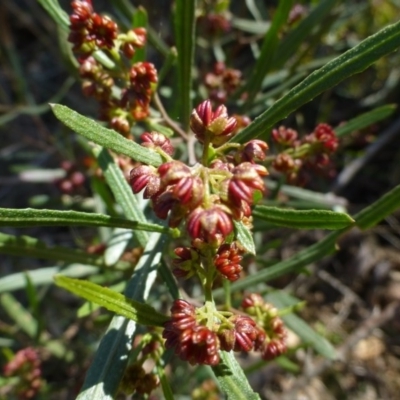 Dodonaea viscosa subsp. angustissima (Hop Bush) at P11 - 2 Sep 2015 by FranM