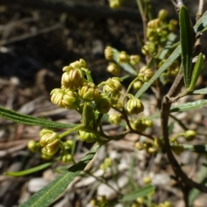 Dodonaea viscosa subsp. angustissima at Hackett, ACT - 2 Sep 2015