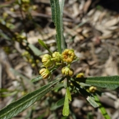 Dodonaea viscosa subsp. angustissima at Hackett, ACT - 2 Sep 2015