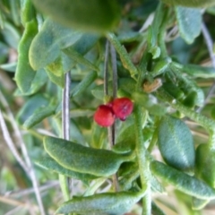 Einadia hastata (Berry Saltbush) at Hackett, ACT - 2 Sep 2015 by FranM