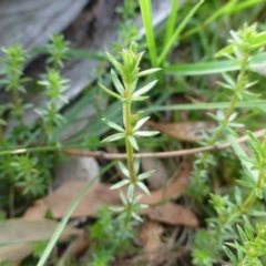 Galium sp. at Hackett, ACT - 2 Sep 2015 by FranM