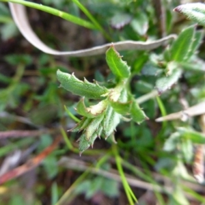 Gonocarpus tetragynus at Hackett, ACT - 2 Sep 2015 10:20 AM