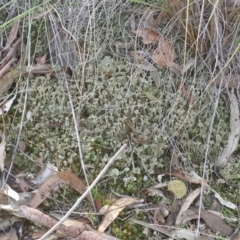 Cladonia sp. (genus) (Cup Lichen) at ANBG South Annex - 3 Jul 2015 by MattM