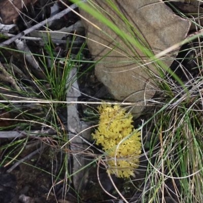 Unidentified at ANBG South Annex - 30 Jul 2015 by MattM