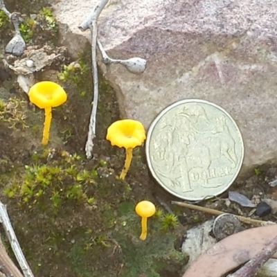 Lichenomphalia chromacea (Yellow Navel) at ANBG South Annex - 3 Jul 2015 by MattM