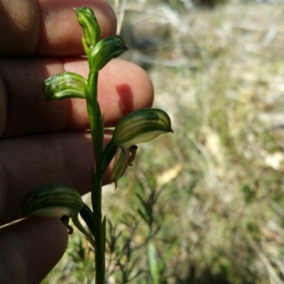 Bunochilus umbrinus (Broad-sepaled Leafy Greenhood) at Tharwa, ACT - 5 Sep 2015 by LukeMcElhinney