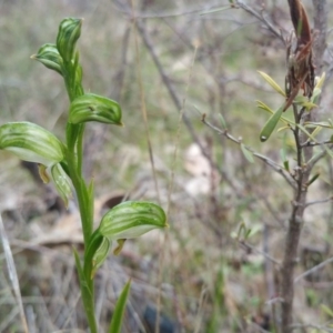 Bunochilus umbrinus at suppressed - 5 Sep 2015