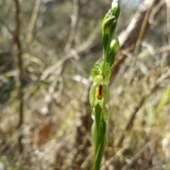 Bunochilus umbrinus (ACT) = Pterostylis umbrina (NSW) at suppressed - suppressed