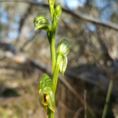 Bunochilus umbrinus (ACT) = Pterostylis umbrina (NSW) at suppressed - suppressed