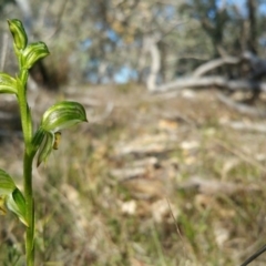 Bunochilus umbrinus (ACT) = Pterostylis umbrina (NSW) at suppressed - suppressed