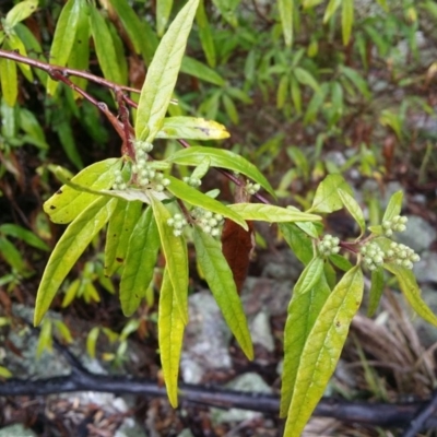 Olearia lirata (Snowy Daisybush) at Rob Roy Range - 3 Sep 2015 by LukeMcElhinney