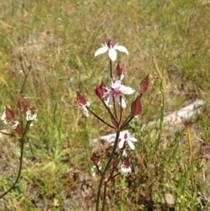 Burchardia umbellata at Uriarra Village, ACT - 4 Sep 2015