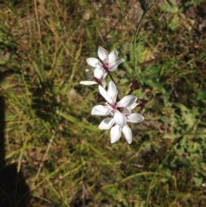 Burchardia umbellata at Uriarra Village, ACT - 4 Sep 2015