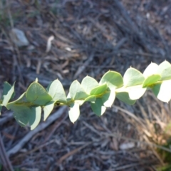 Acacia cultriformis (Knife Leaf Wattle) at Bruce, ACT - 29 Aug 2015 by JanetRussell