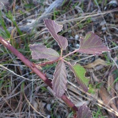 Rubus sp. (Blackberry) at Bruce, ACT - 29 Aug 2015 by JanetRussell