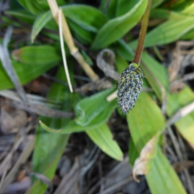 Plantago lanceolata (Ribwort Plantain, Lamb's Tongues) at Bruce, ACT - 29 Aug 2015 by JanetRussell