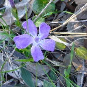 Vinca major at Bruce, ACT - 29 Aug 2015