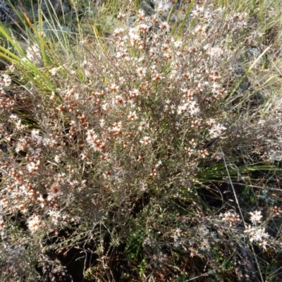 Cryptandra speciosa subsp. speciosa (Silky Cryptandra) at Hawker, ACT - 4 Sep 2015 by Rosie