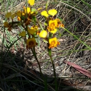 Diuris pardina at Canberra Central, ACT - suppressed