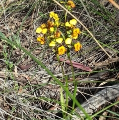 Diuris pardina at Canberra Central, ACT - suppressed