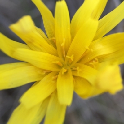 Microseris walteri (Yam Daisy, Murnong) at Belconnen, ACT - 5 Sep 2015 by JasonC