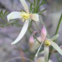 Clematis leptophylla (Small-leaf Clematis, Old Man's Beard) at Aranda Bushland - 5 Sep 2015 by JasonC