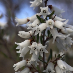 Cryptandra amara at Belconnen, ACT - 5 Sep 2015 01:43 PM