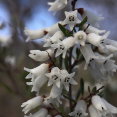 Cryptandra amara (Bitter Cryptandra) at Belconnen, ACT - 5 Sep 2015 by JasonC