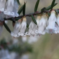 Leucopogon fletcheri subsp. brevisepalus (Twin Flower Beard-Heath) at Aranda Bushland - 5 Sep 2015 by JasonC