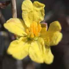 Hibbertia calycina (Lesser Guinea-flower) at Aranda Bushland - 5 Sep 2015 by JasonC