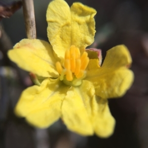 Hibbertia calycina at Dunlop, ACT - 5 Sep 2015