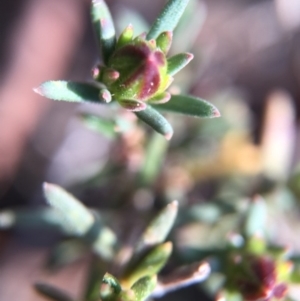 Hibbertia calycina at Dunlop, ACT - 5 Sep 2015