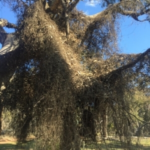 Clematis leptophylla at Majura, ACT - 5 Sep 2015