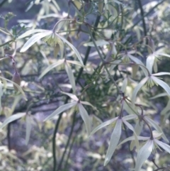 Clematis leptophylla (Small-leaf Clematis, Old Man's Beard) at Majura, ACT - 5 Sep 2015 by AaronClausen