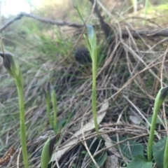 Pterostylis pedunculata (Maroonhood) at P11 - 5 Sep 2015 by AaronClausen