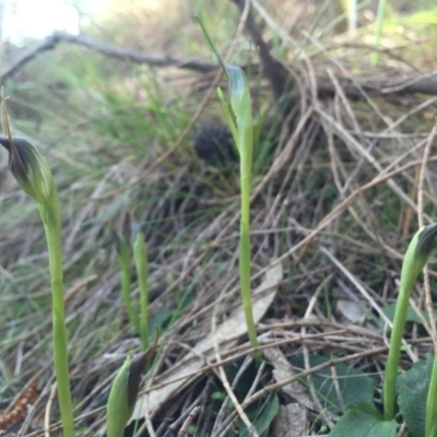 Pterostylis pedunculata (Maroonhood) at P11 - 5 Sep 2015 by AaronClausen