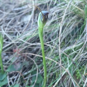 Pterostylis pedunculata at Hackett, ACT - 5 Sep 2015