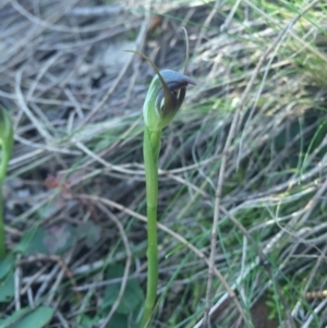 Pterostylis pedunculata at Hackett, ACT - 5 Sep 2015