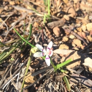 Wurmbea dioica subsp. dioica at Hackett, ACT - 5 Sep 2015