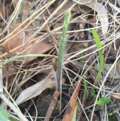 Caladenia actensis (Canberra Spider Orchid) at Hackett, ACT by AaronClausen