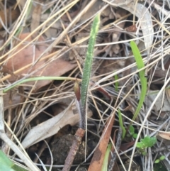 Caladenia actensis (Canberra Spider Orchid) at Hackett, ACT - 5 Sep 2015 by AaronClausen