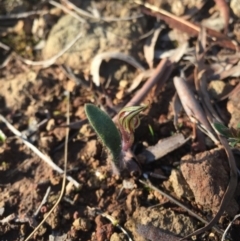 Caladenia actensis at suppressed - 5 Sep 2015