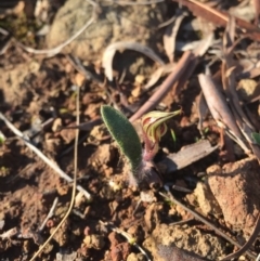 Caladenia actensis at suppressed - 5 Sep 2015