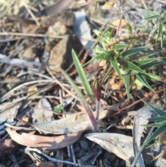 Caladenia actensis at suppressed - 5 Sep 2015