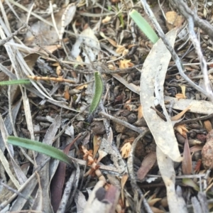 Caladenia actensis at suppressed - 5 Sep 2015